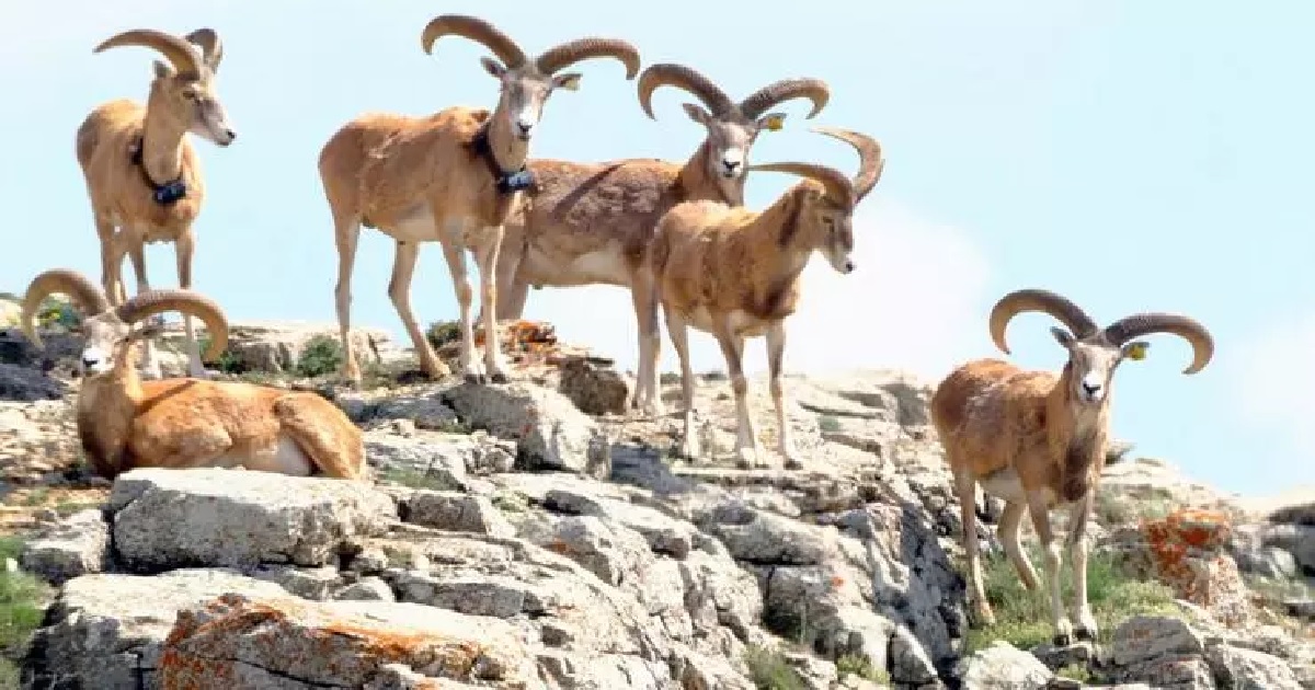 ANADOLU YABAN KOYUNUNUN AVLAMA BEDELİ 