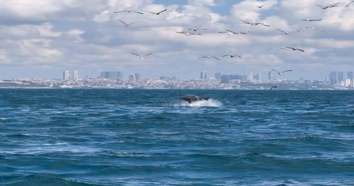 MARMARA DENİZİ BİR MAKALEYE KONU OLDU